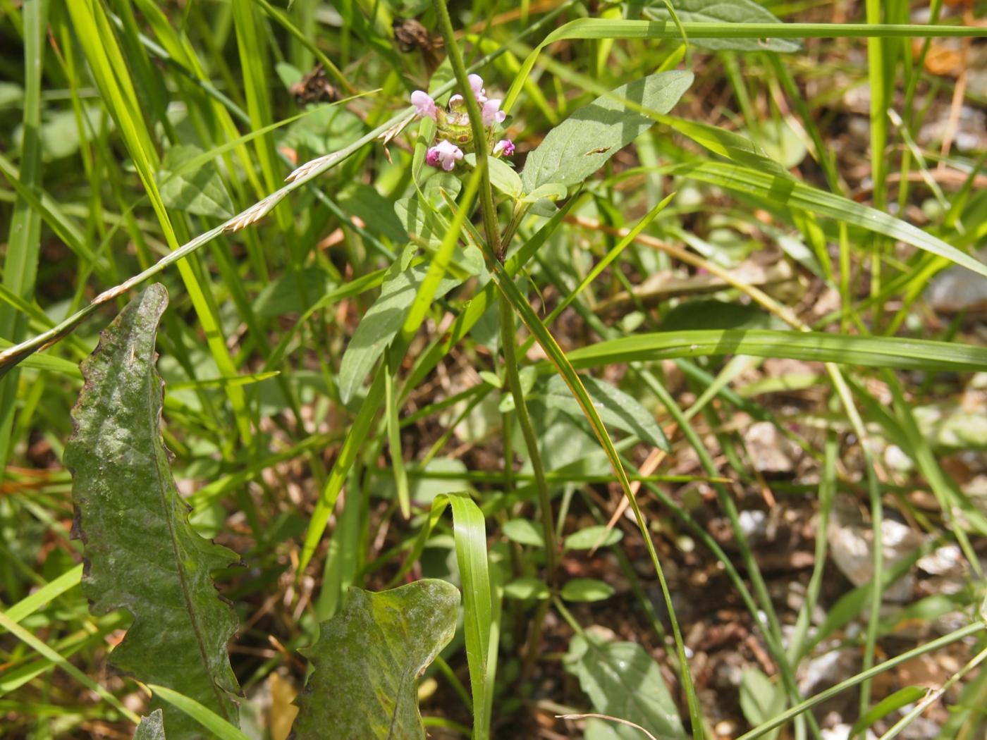 Self-Heal, Common plant